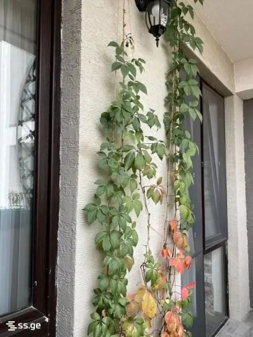 ქირავდება, ბინა