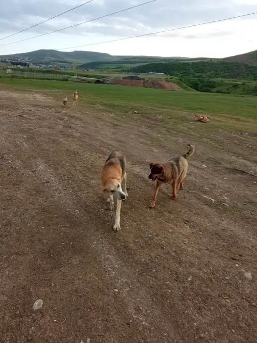იყიდება, მიწა