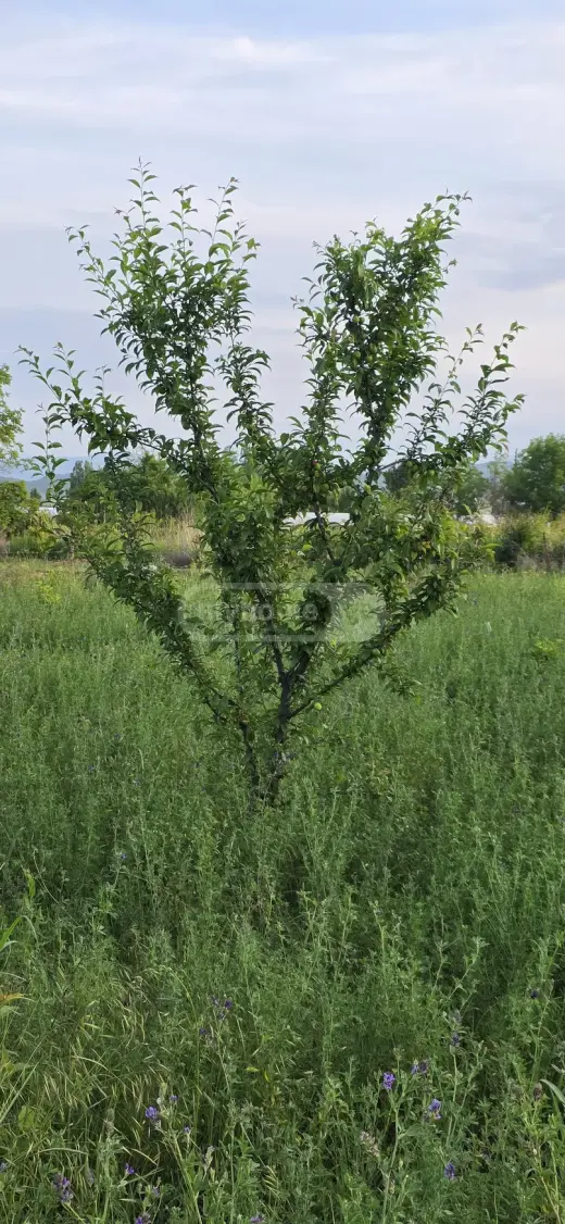 იყიდება, მიწა