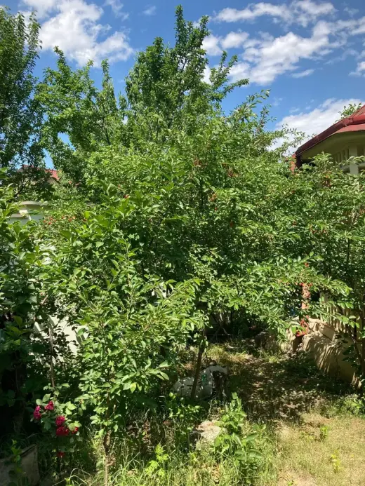 იყიდება, მიწა